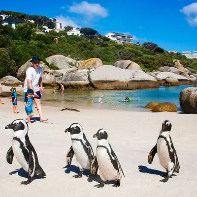 358212724df0be2a796b73dd1304e76ed8-Boulders-Beach.rsquare.w400